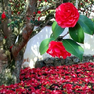 古布リメイク紅花染め 花柄トップス刺し子 古布リメイク紅花染め 花柄トップス刺し子 - メルカリ