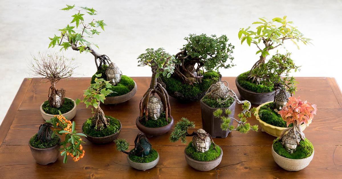 Daisuke Nakajima～アート植物のオンラインショップ