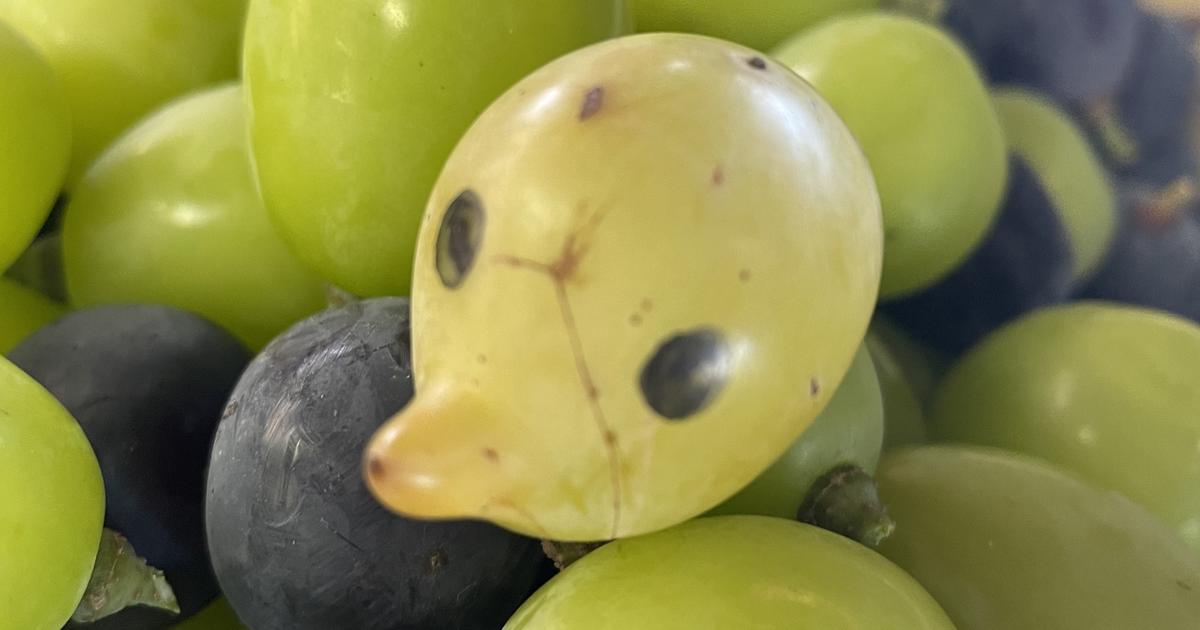 葡萄の壺 生食用品種 | 株式会社カワイぶどう園｜ブドウ苗木・果実販売