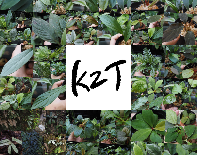 KZT