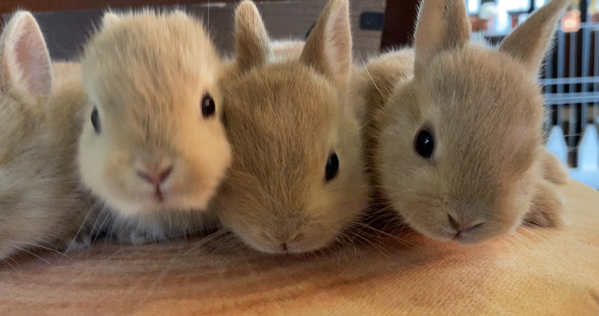 ABOUT | 〜うさんぽショップ〜 うさぎ&小動物専門ストア