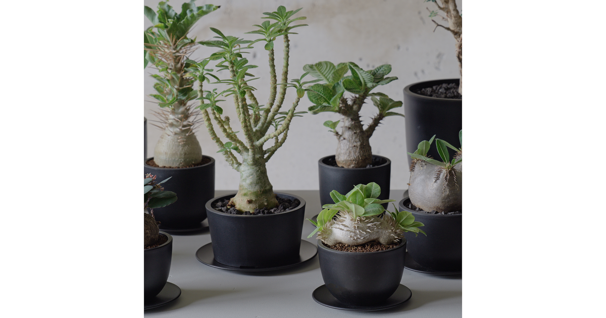 レビュー：PlasticPot BowlLong Size4 | Maceta