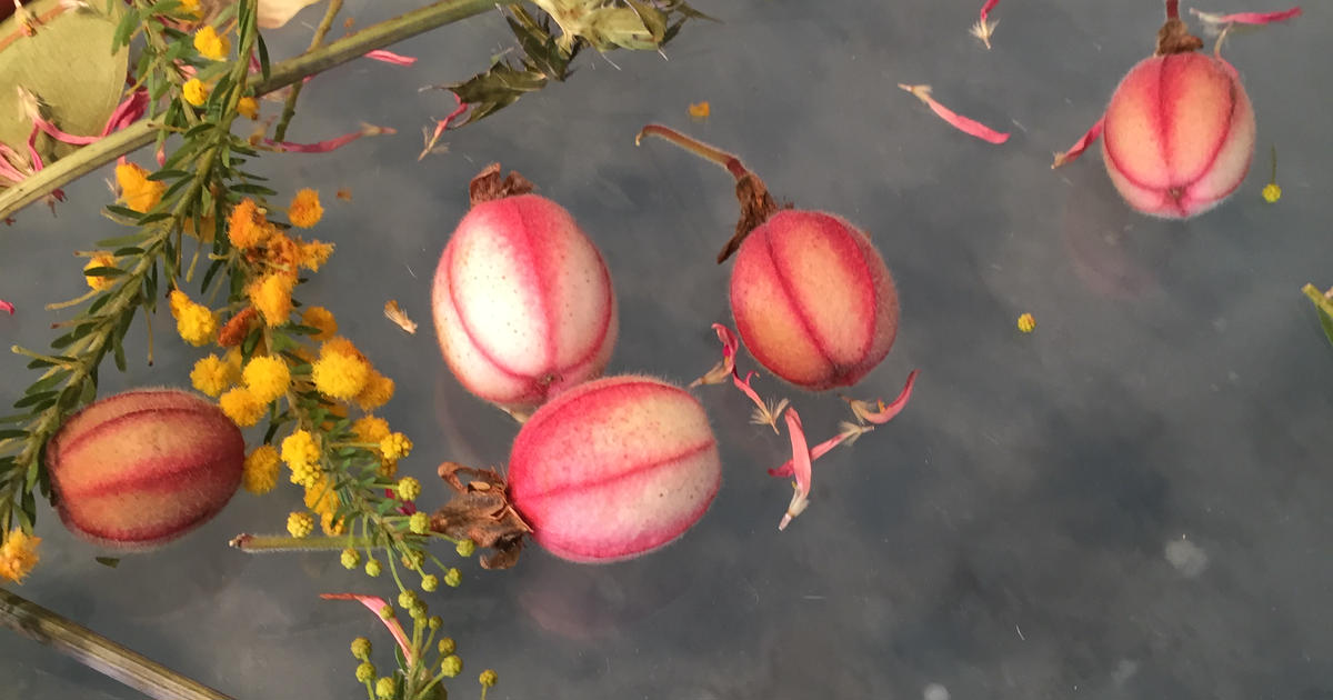 noix エキナセア確認用 152545599034490883.jpeg