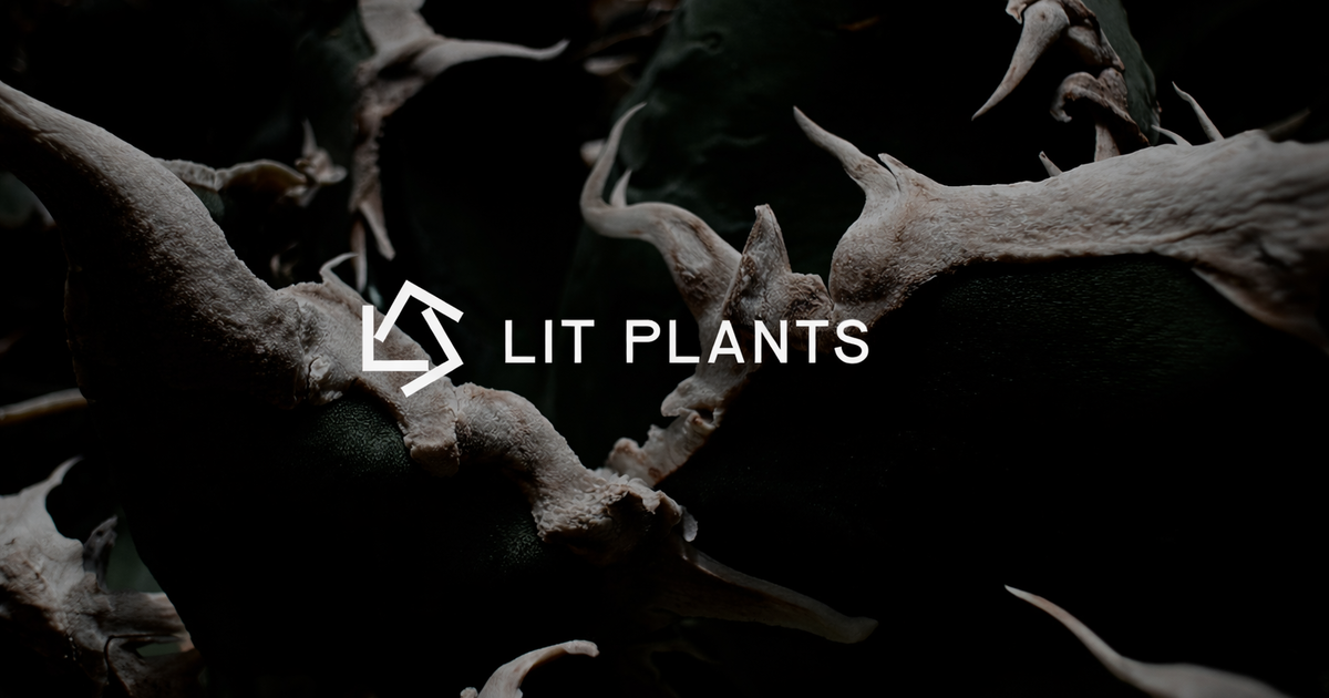 LIT PLANTS l リットプランツ