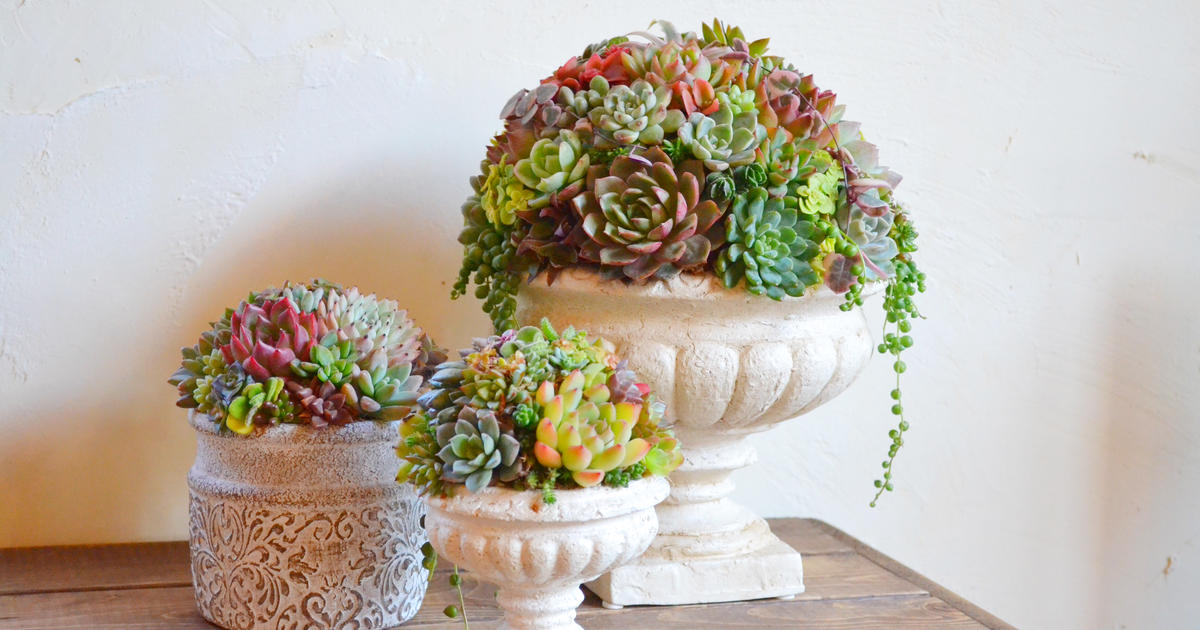 plants funshop natur