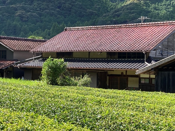 ツバメと茶畑