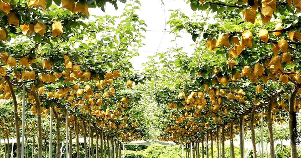 CATEGORY ネクタリン | 大石果樹園